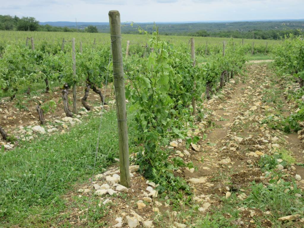 damaged grapevines