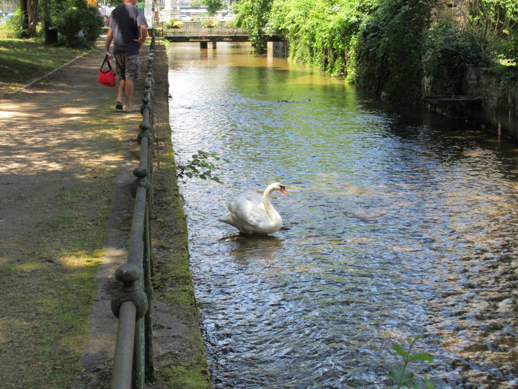 Tyred Swan France