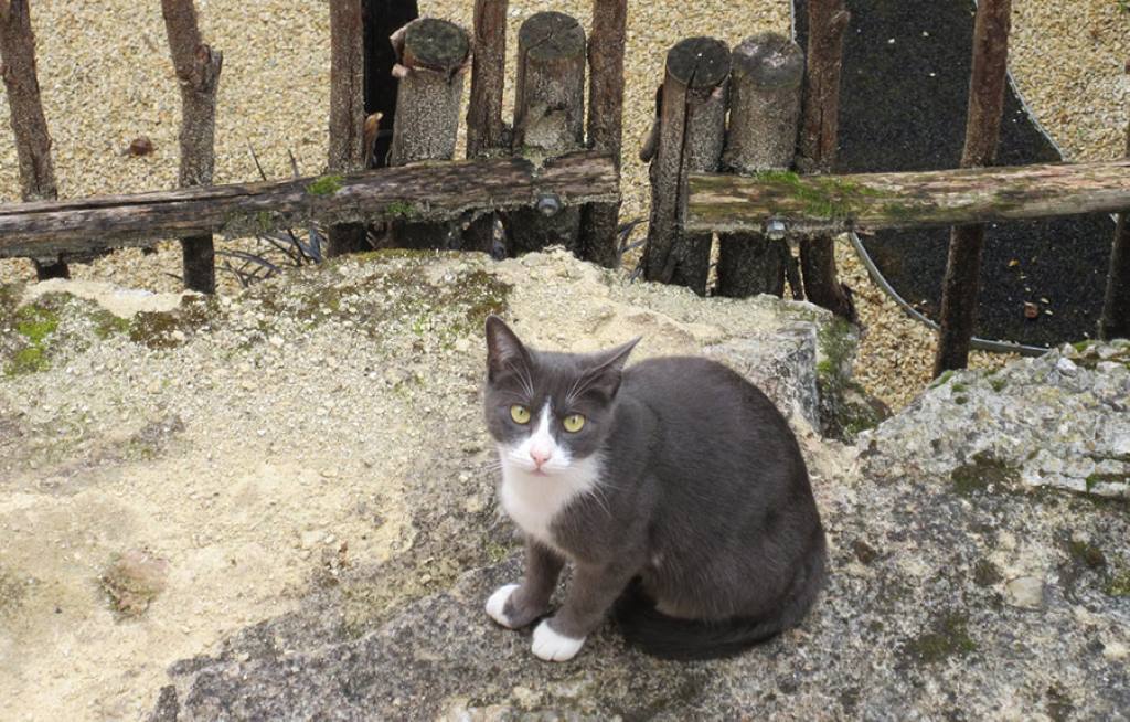 neighbourhood cat