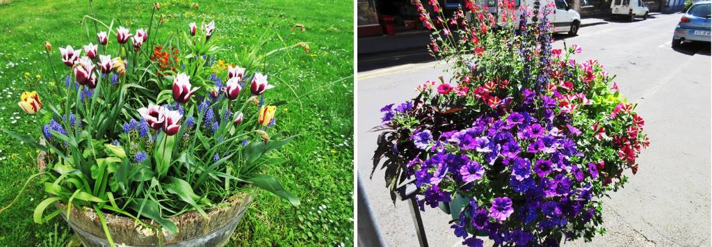 Tulip tubs and other flower