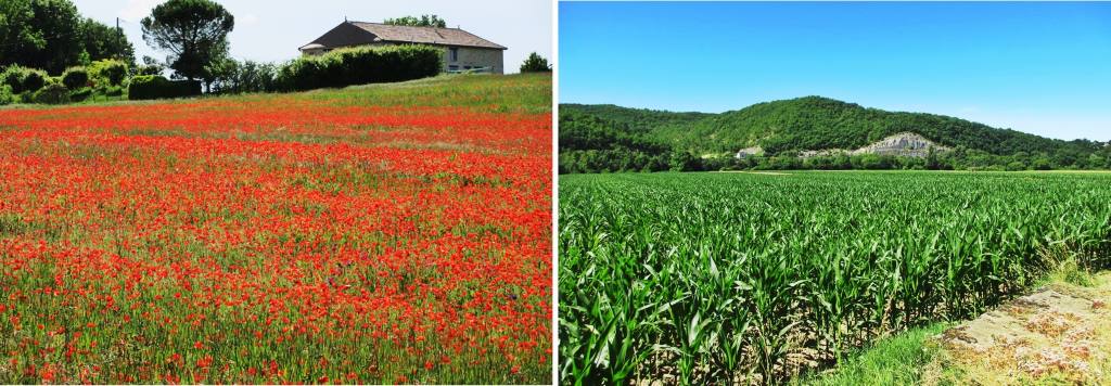 sunflowers and poppies